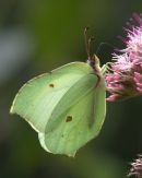 Brimstone_Butterfly